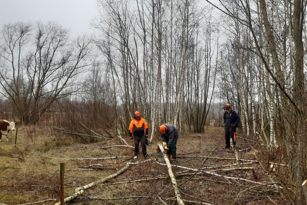 bomen zagen