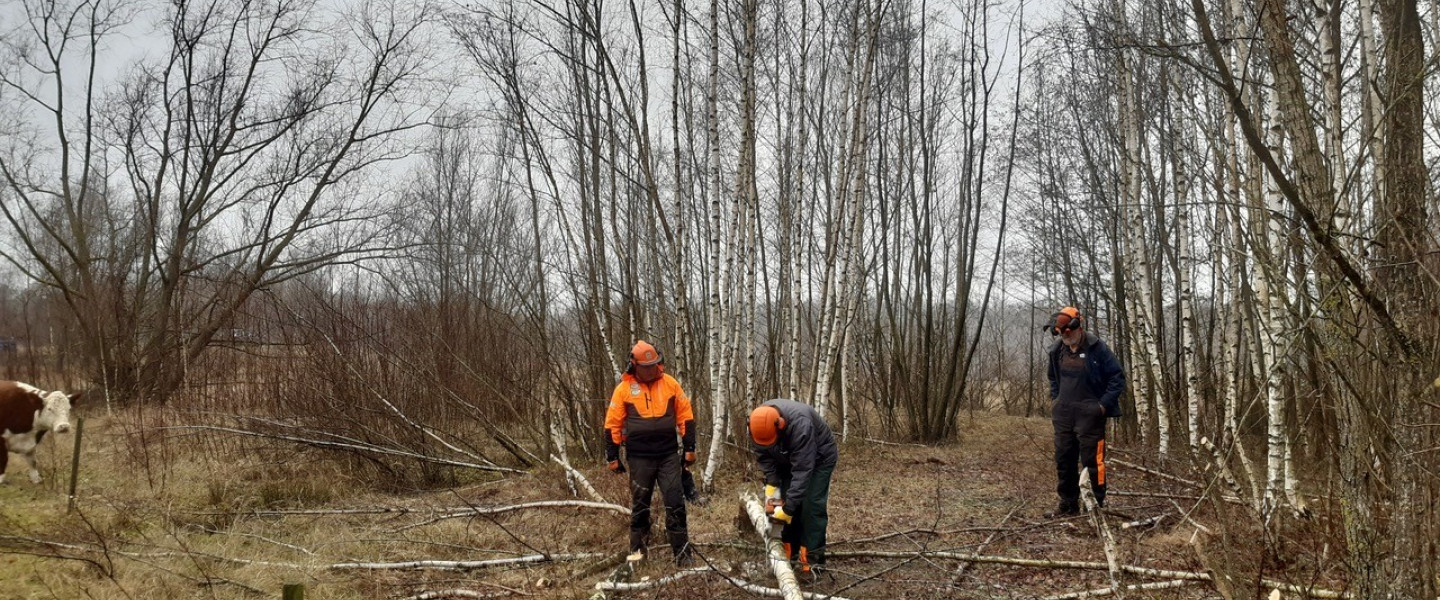 bomen zagen