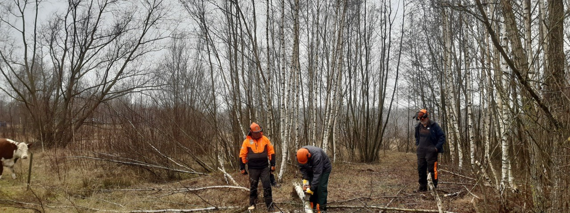 bomen zagen