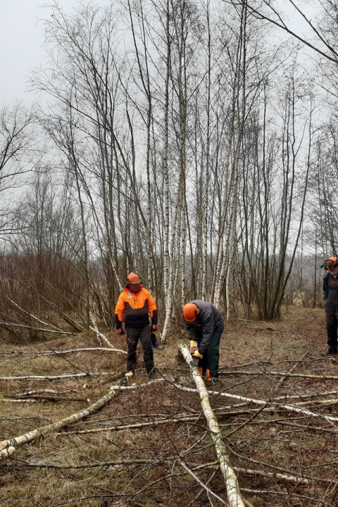 bomen zagen