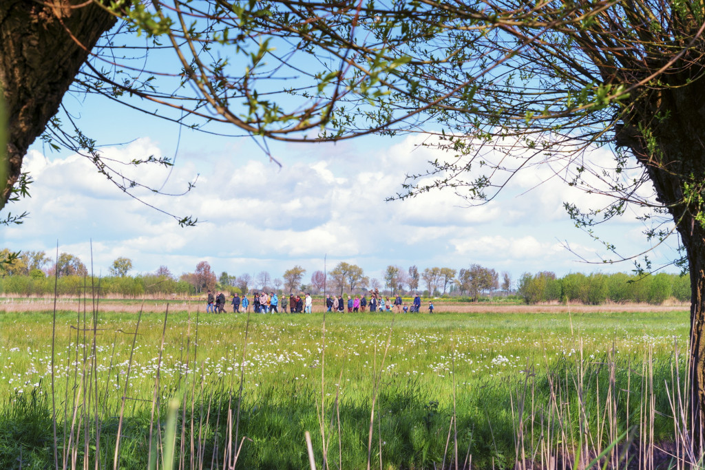 Knotwilgen met vrijwilligers op achtergrond