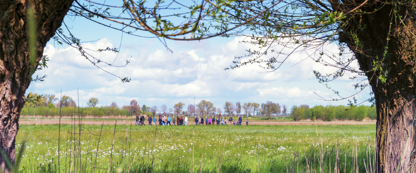 Knotwilgen met vrijwilligers op achtergrond