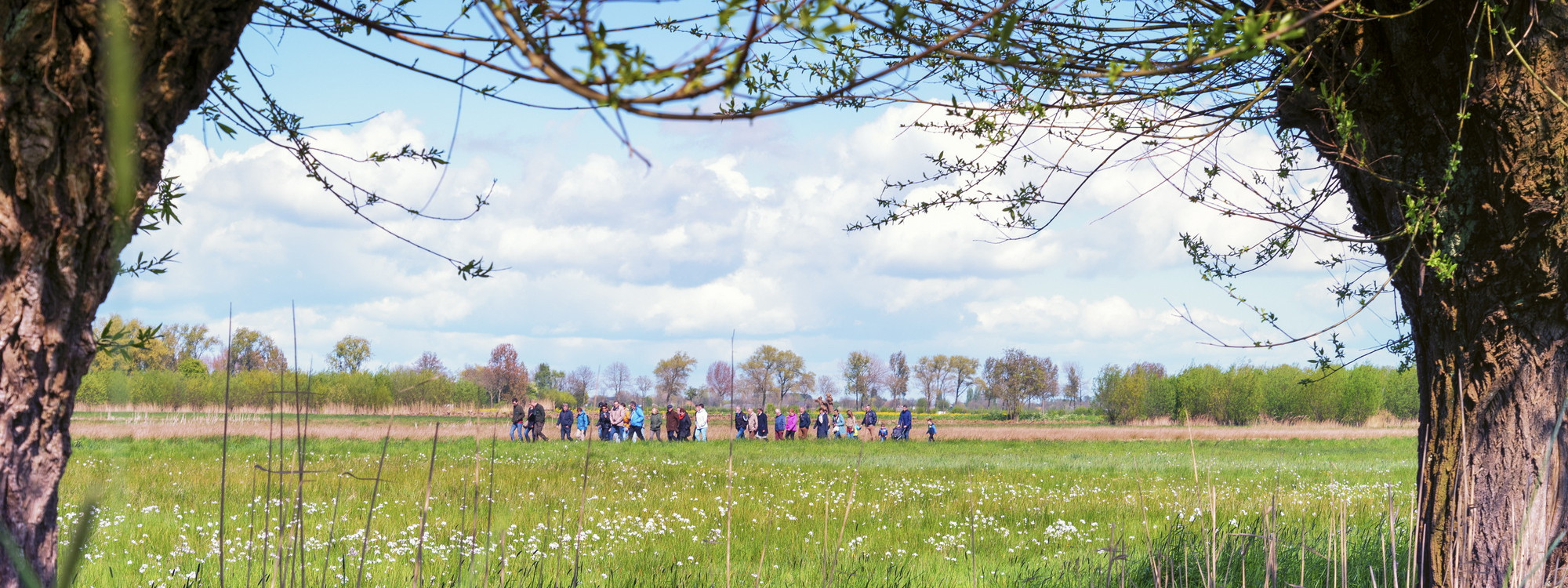 Knotwilgen met vrijwilligers op achtergrond