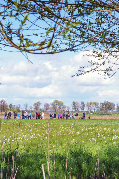 Knotwilgen met vrijwilligers op achtergrond