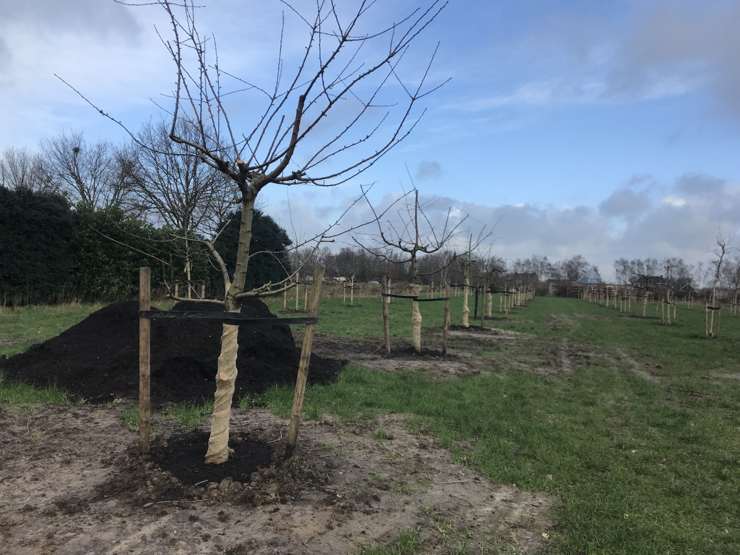 Hoogstam fruitboomgaard afwerken