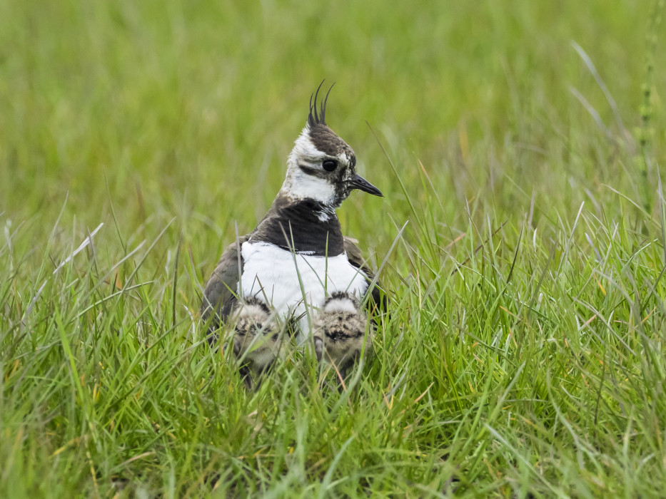 Kievit in gras