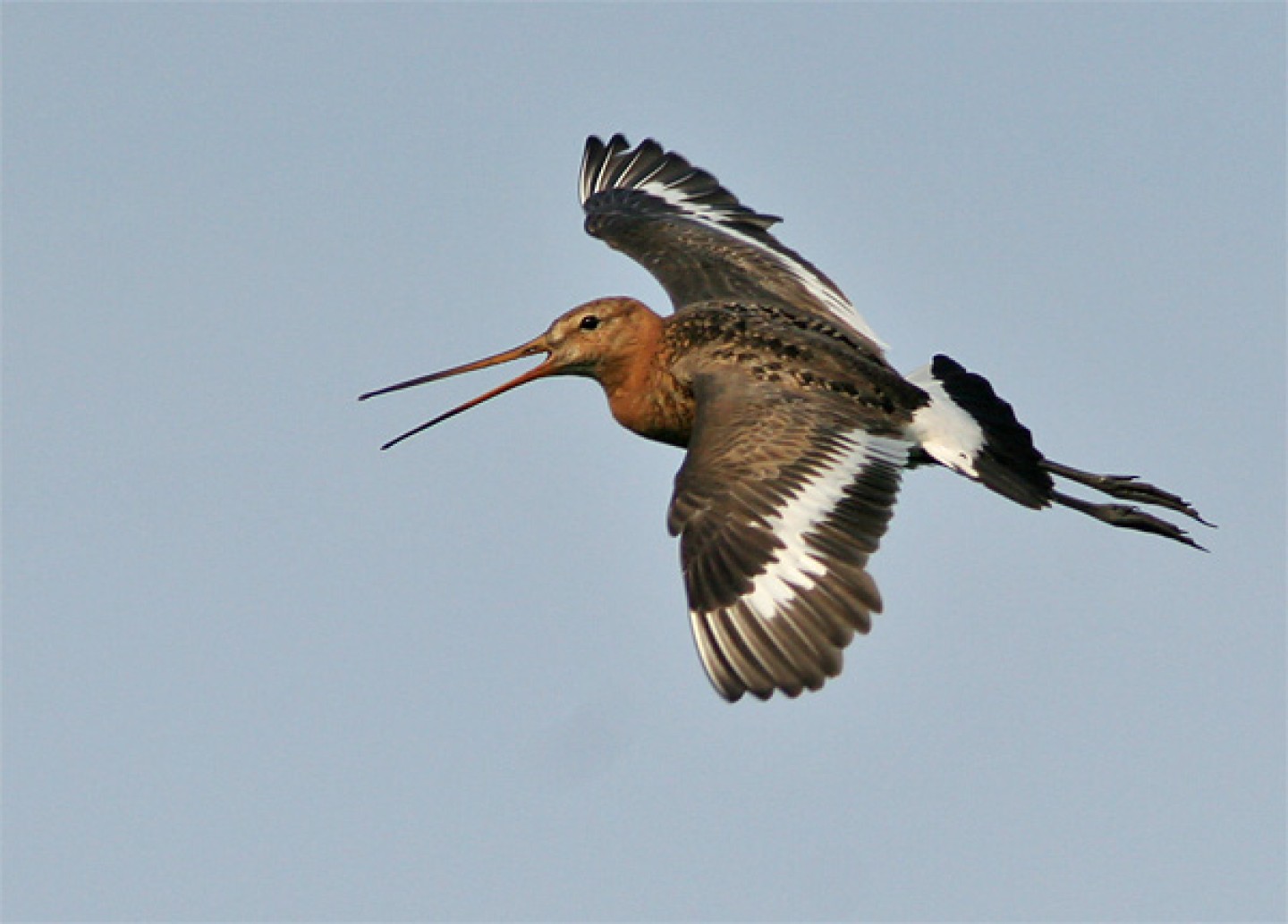 Grutto in vlucht