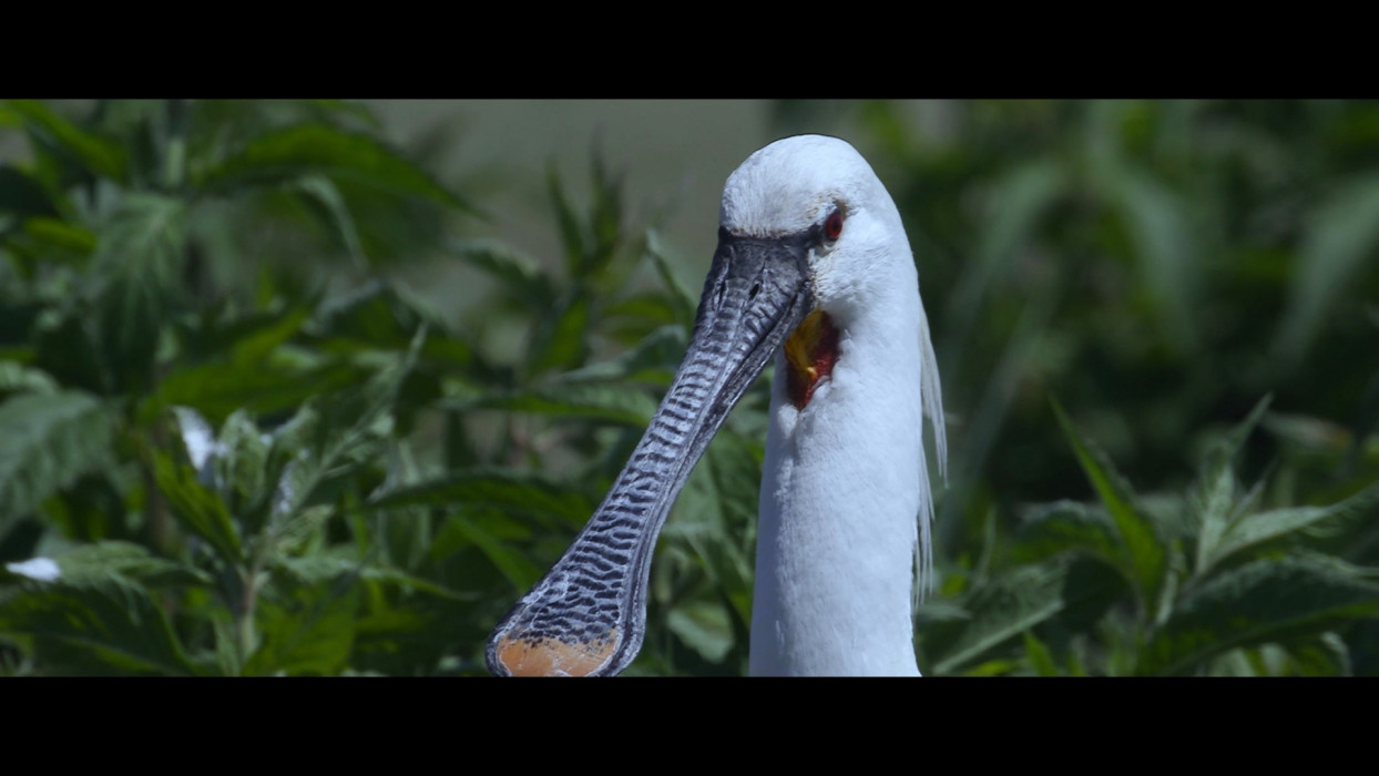 Film Brabantse Wal - Lepelaar