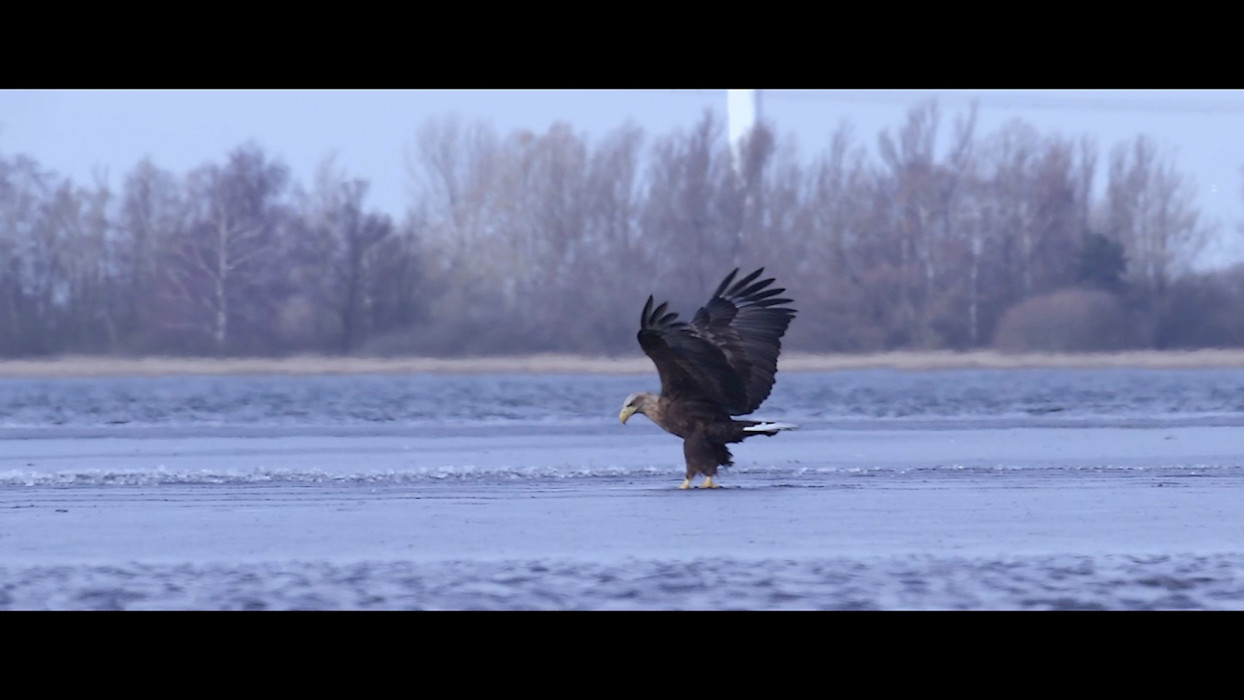 Film Brabantse Wal - Zeearend